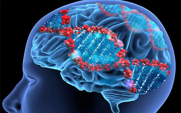 Science：基因也有“生物鐘”，至少影響150種疾病 中國(guó)科學(xué)網(wǎng)www.minimouse.com.cn