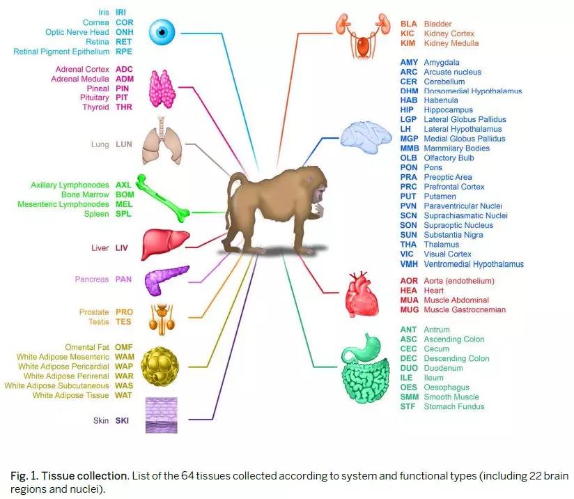 Science：基因也有“生物鐘”，至少影響150種疾病 中國(guó)科學(xué)網(wǎng)www.minimouse.com.cn